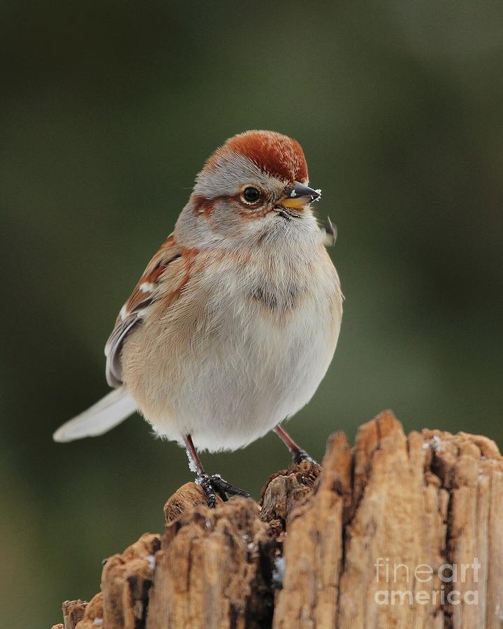 American Tree Sparrow #3 Photograph by Jack R Brock