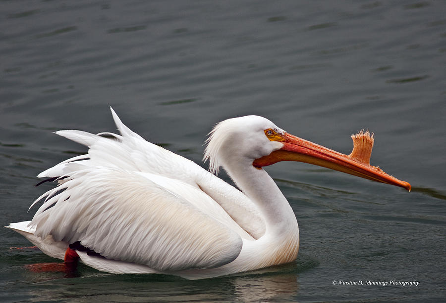 American White Pelican #3 Photograph by Winston D Munnings