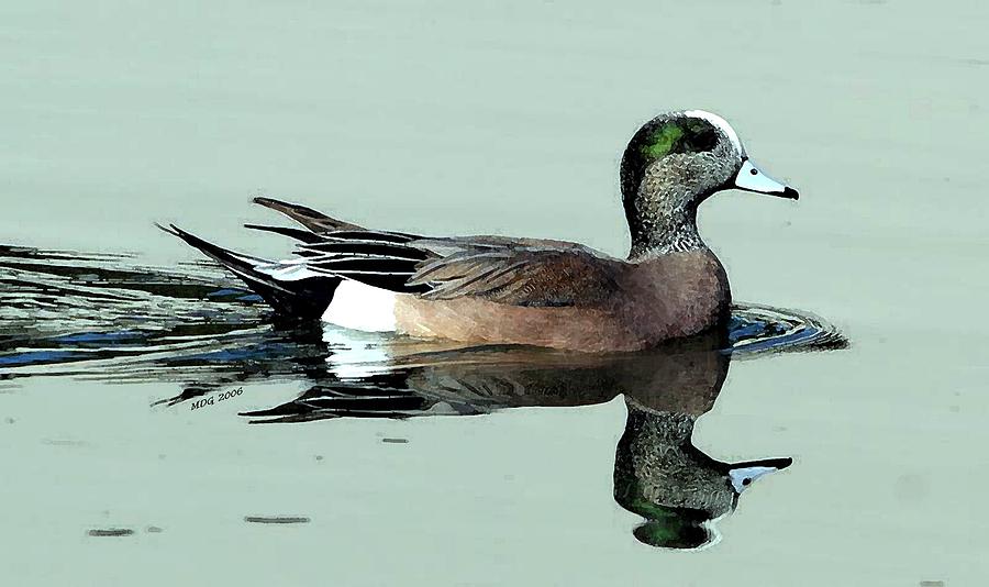 American Wigeon Duck Portrait Painting by Olde Time Mercantile - Pixels