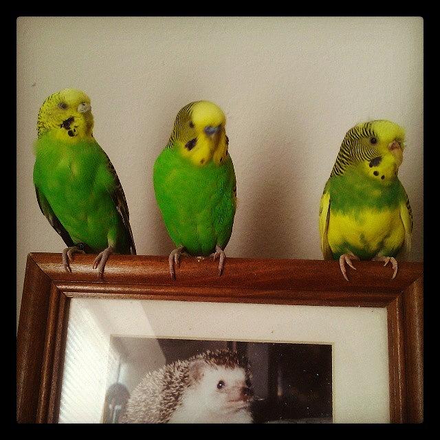 Parakeet Photograph - 3 Amigos Kiwi, Linix N Sweetpea by Ning Torres