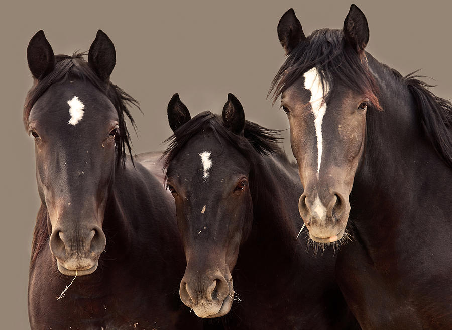 3 Amigos Sepia Wild Mustang Photograph by Rich Franco
