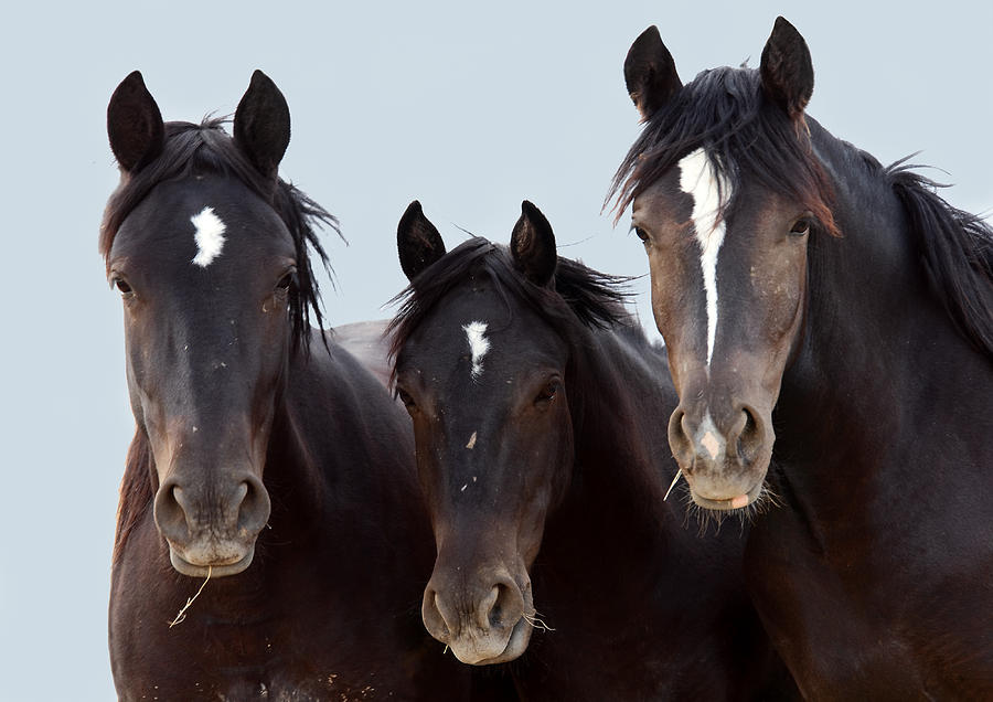 3 Amigos Wild Mustang Photograph by Rich Franco