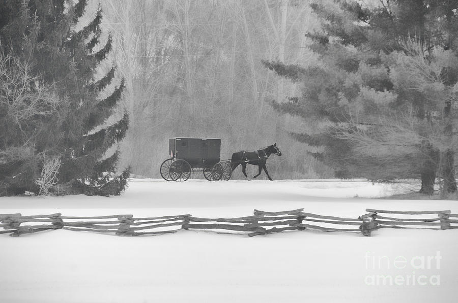 Amish Buggy Photograph - Amish Buggy And Split Rail Fence by David Arment Amish Buggy Photograph - Amish Buggy And Split Rail Fence by David Arment