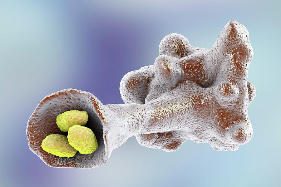 Ameba Photograph - Amoeba Protozoan Engulfing Bacteria #3 by Kateryna Kon/science Photo Library
