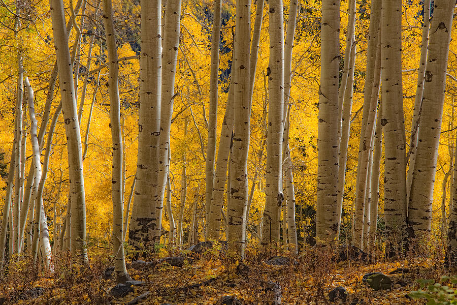 Among The Aspens #3 Photograph by Douglas Pulsipher