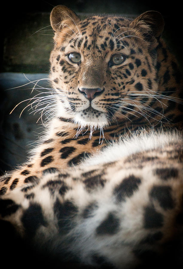 Amur Leopard #3 Photograph by Chris Boulton