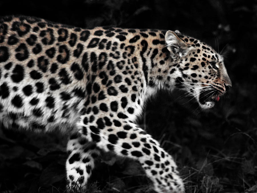 Leopard Photograph - Amur Leopard #3 by Martin Newman