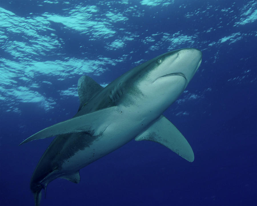 An Oceanic Whitetip Shark At Cat Island Photograph by Brent Barnes - Pixels