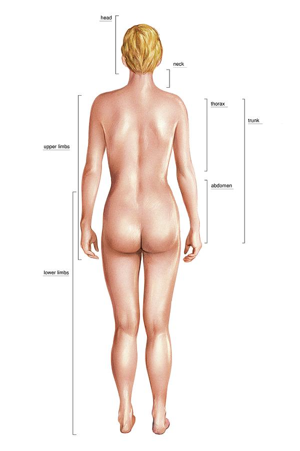 Transsexual anatomical differences from women