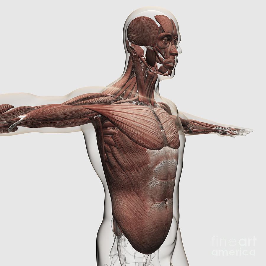Anatomy Of Male Muscles In Upper Body Digital Art by Stocktrek Images