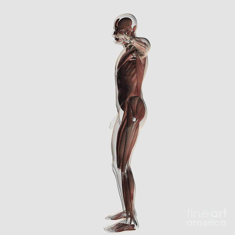 Male Anatomy Muscular : 3d Male Face Muscles Anatomy With Side Views