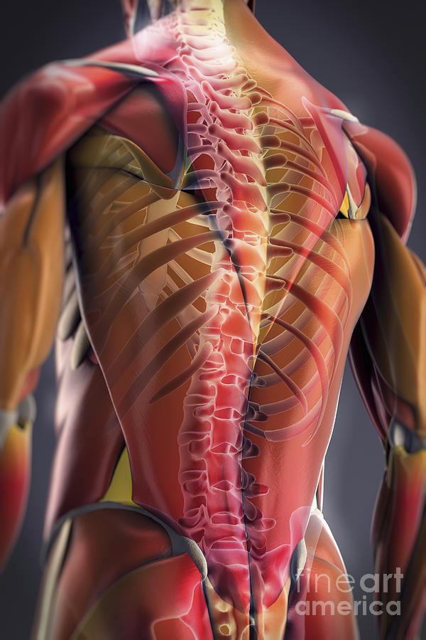 Anatomy Of The Back And Spine #4 Photograph by Science Picture Co