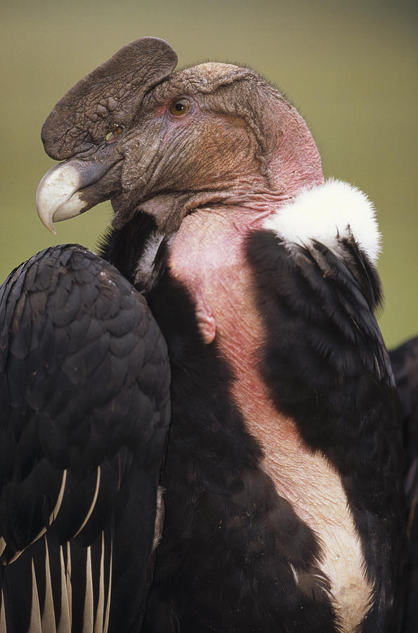 Andean Condor Male Cayambe Ecuador #3 Photograph by Tui De Roy