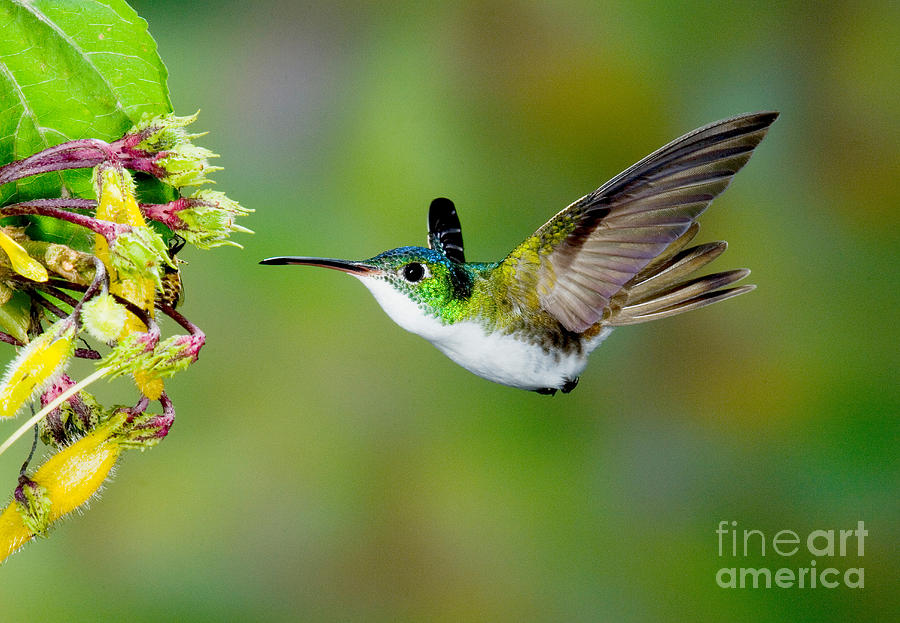 Andean Emerald Hummingbird #3 Photograph by Anthony Mercieca