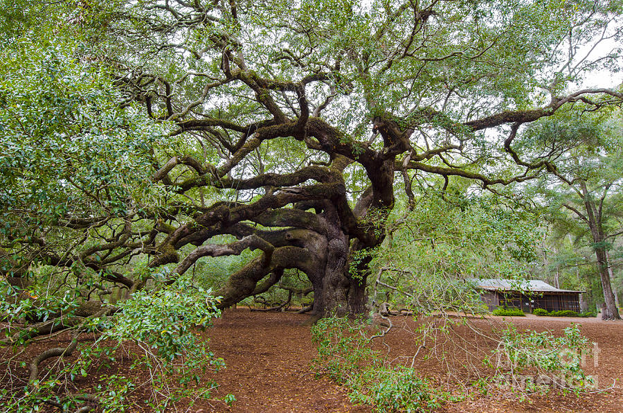Quercus Virginiana Photograph by Dale Powell