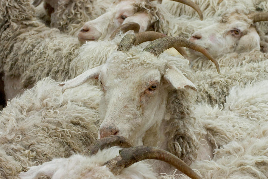 Angora Goat Shearing, Sonora, Texas Photograph by Karl Schatz - Fine ...