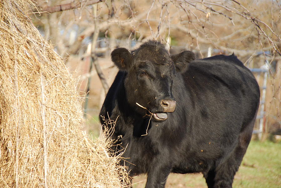 Angus Heifer Photograph by Thea Wolff - Fine Art America