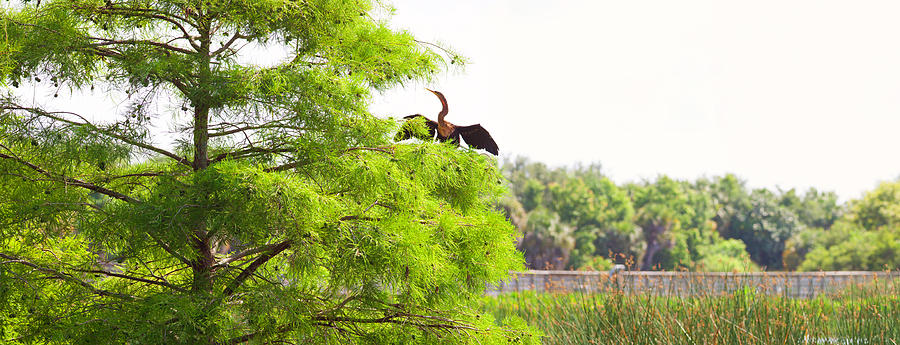 Anhinga Photograph - Anhinga Anhinga Anhinga On A Tree #3 by Panoramic Images