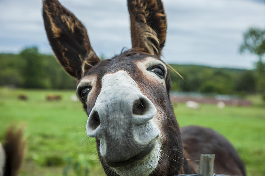 Animal Personalities Friendly Quirky Donkey Face Close Up #2 Photograph by Jani Bryson