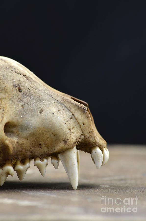 Animal Skull #3 Photograph by Jill Battaglia