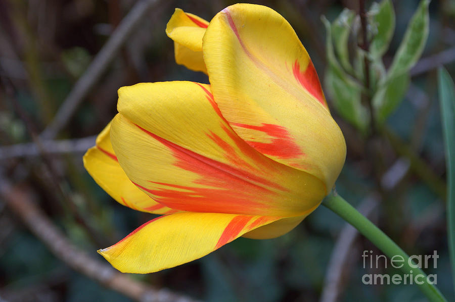 Spring Photograph - Tulip in the wind by Anjanette Douglas
