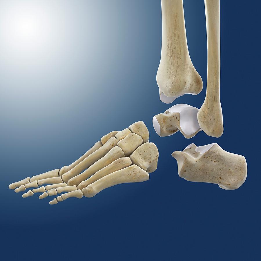 Foot And Ankle Anatomical Chart Medshop Australia - vrogue.co