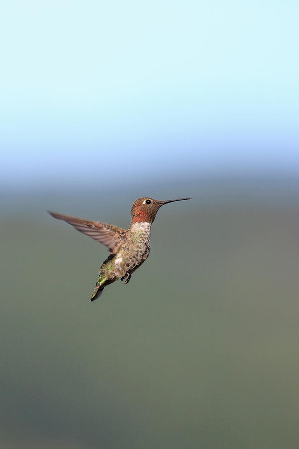 Hummingbird Photograph - Annas Hummingbird #3 by Tom Norring