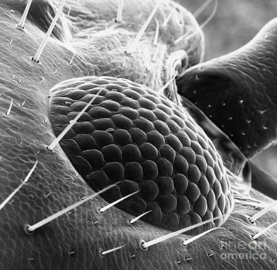 Ant Eye Sem #3 Photograph by David M. Phillips