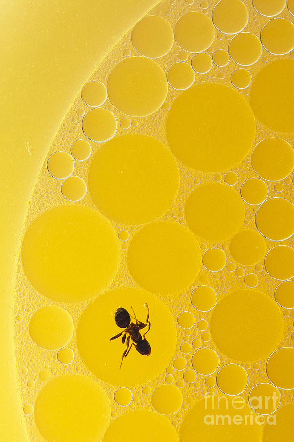 Ant in oil drop  #3 Photograph by Odon Czintos