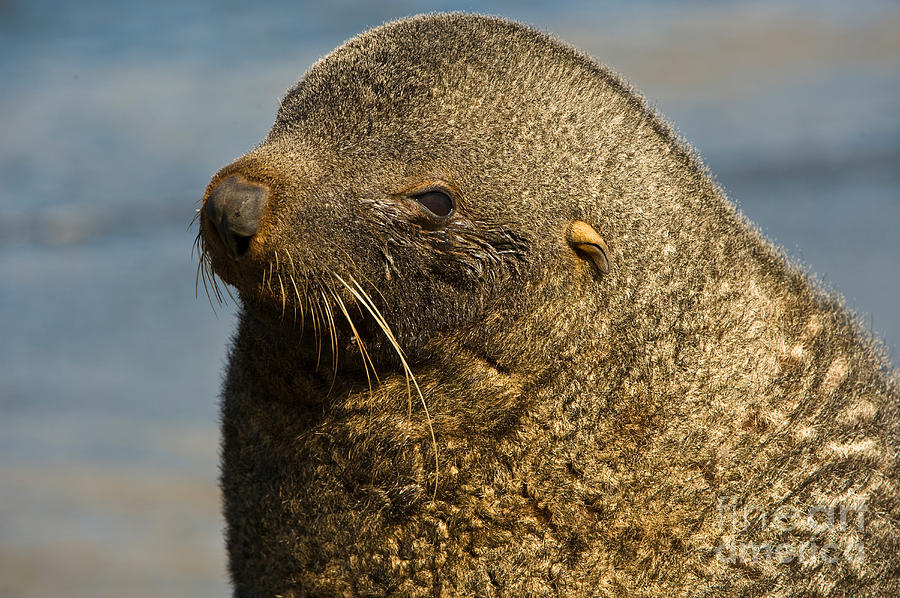 Antarctic Fur Seal #3 Photograph by John Shaw