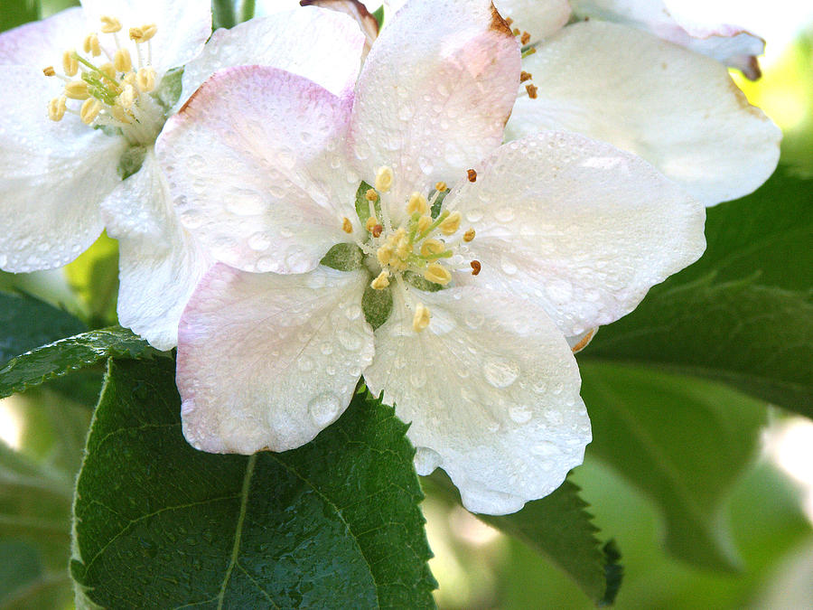 Apple Blossom #3 Photograph by Bonnie Sue Rauch