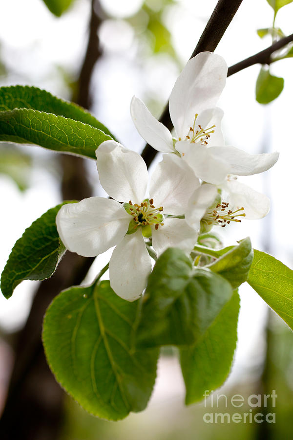 Flower Photograph - Apple tree #3 by Kati Finell