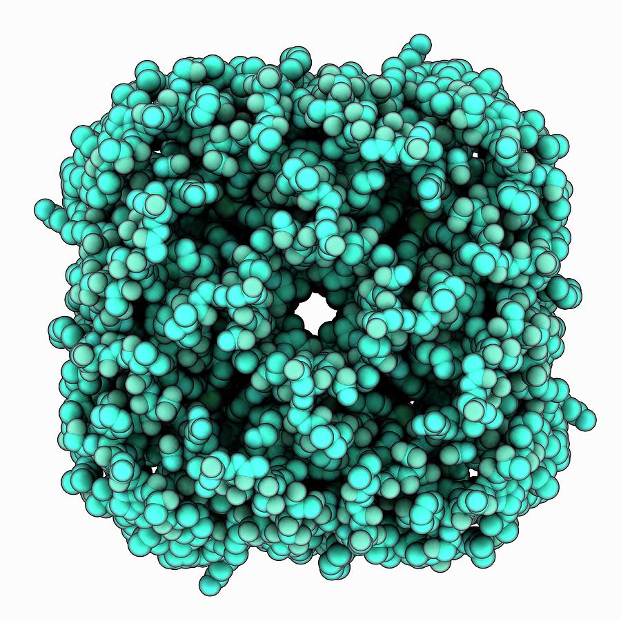 Первые молекулы. Аквапорин 1. Aquaporin. Аквапоринов. Unorthodox Aquaporins.