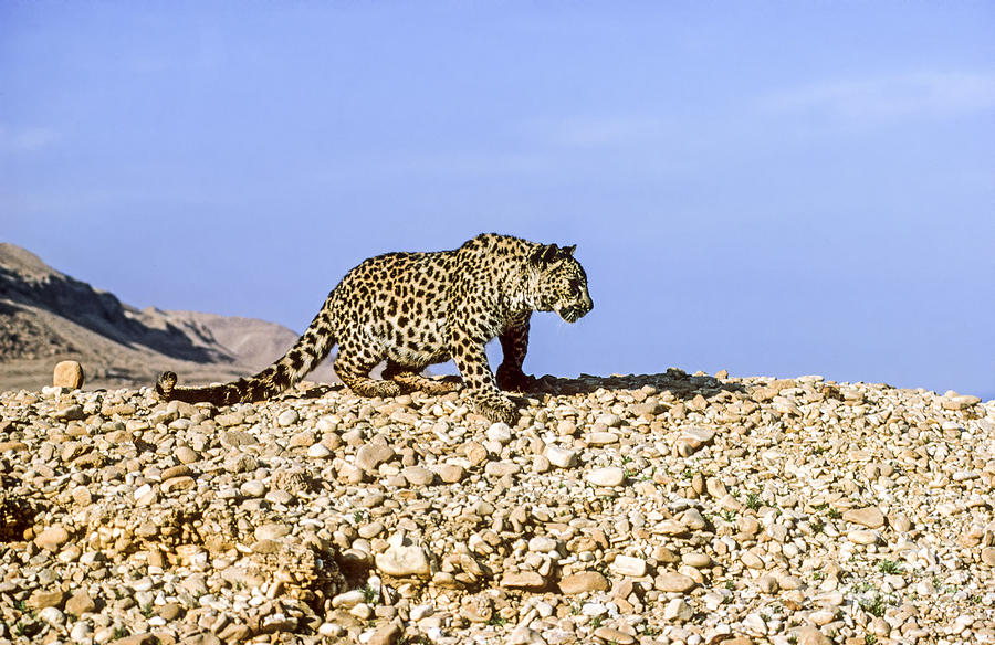Arabian leopard Panthera pardus #3 Photograph by Eyal Bartov