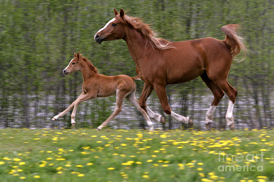 Arabian Mare And Foal #2 Photograph by Rolf Kopfle