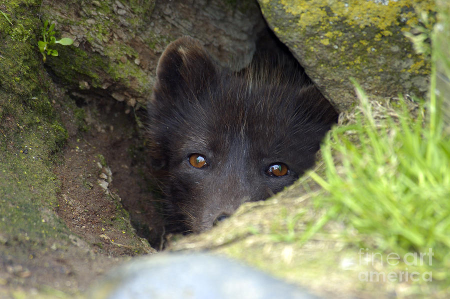 Mammal Photograph - Arctic Fox #3 by Mark Newman