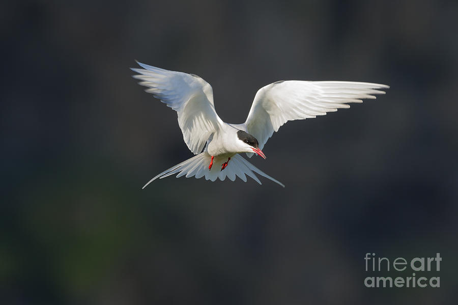 Arctic Tern #3 Photograph by John Shaw