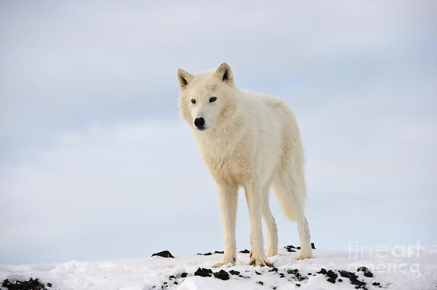 Arctic Wolf #3 Photograph by John Shaw