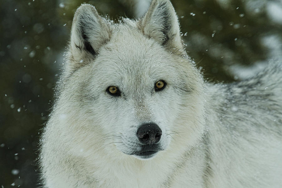 Arctic Wolf #1 Photograph by Steve McKinzie