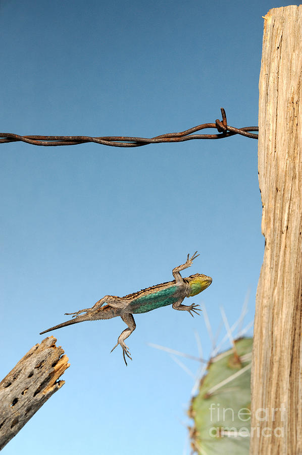 Arizona Fence Lizard #3 Photograph by Scott Linstead