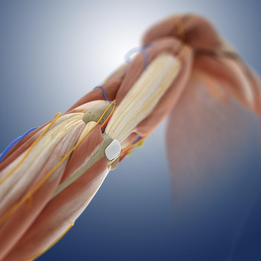 Arm anatomy, anatomical artwork Photograph by Science Photo Library