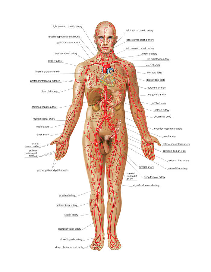 Arterial System Photograph By Asklepios Medical Atlas Fine Art America