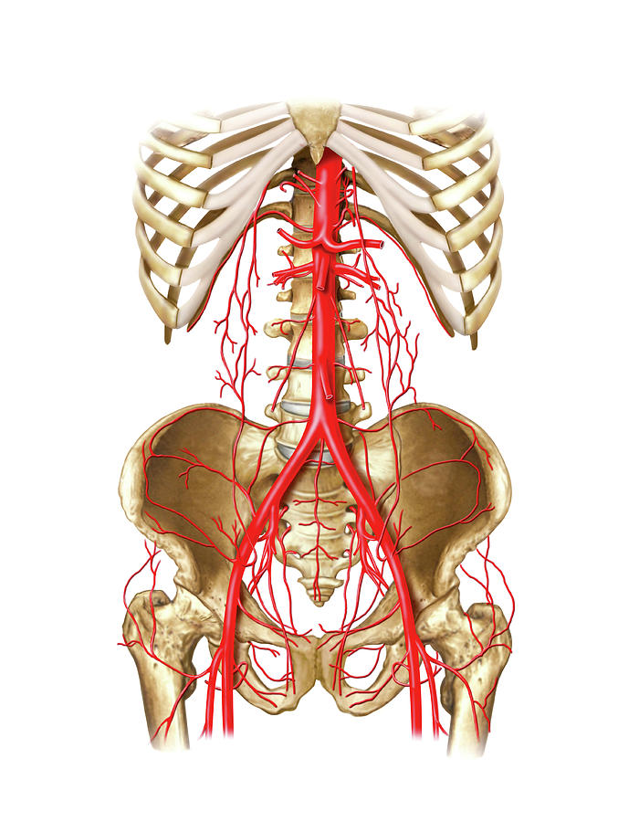 Arterial System Of Gastrointestinal Tract Photograph by Asklepios ...