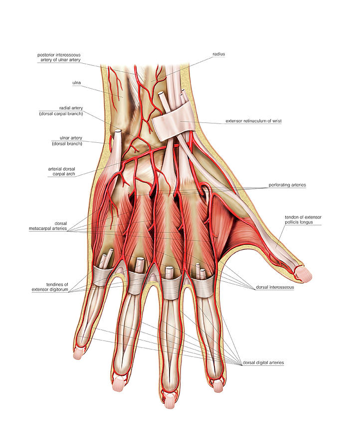 Arterial System Of The Hand Photograph By Asklepios Medical Atlas Pixels   3 Arterial System Of The Hand Asklepios Medical Atlas 