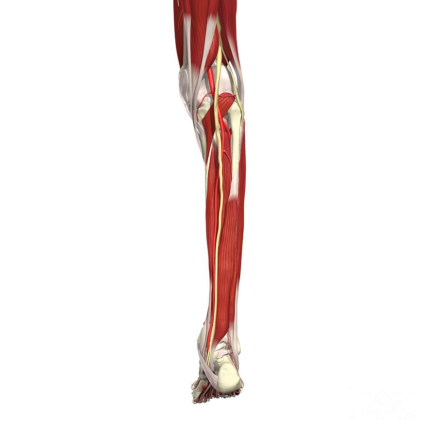 Arteries, Nerves And Muscles Of Leg Photograph by Medical Images ...