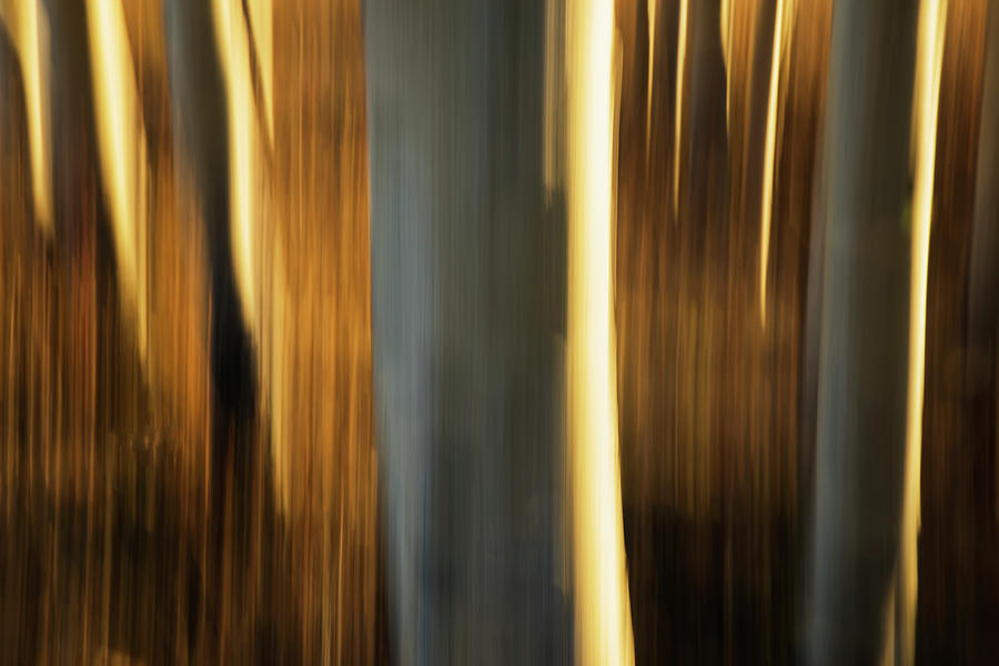 Artistic View Of Aspen Trees Using #3 Photograph by Robert Postma