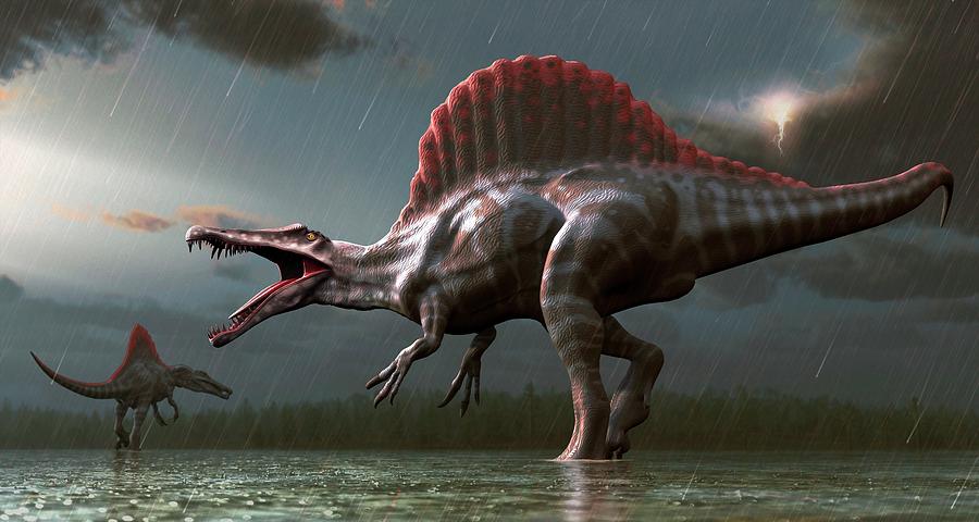 Artwork Of A Spinosaurus Dinosaur #3 Photograph by Mark Garlick/science Photo Library