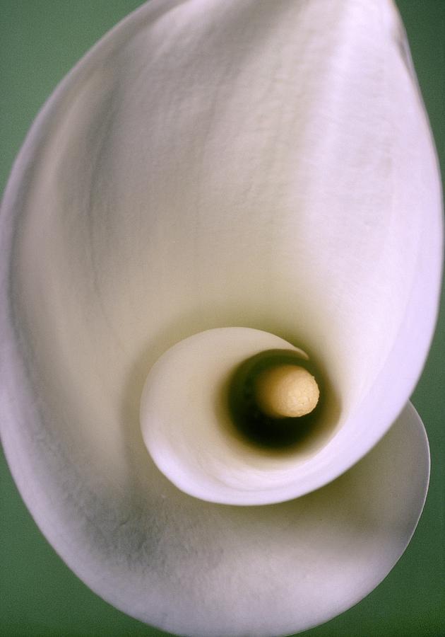 Arum Flower #3 Photograph by Perennou Nuridsany