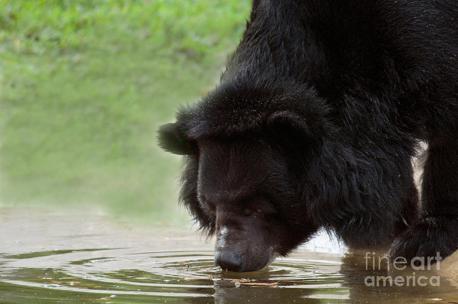 Asian Black Bear #3 Photograph by Mark Newman