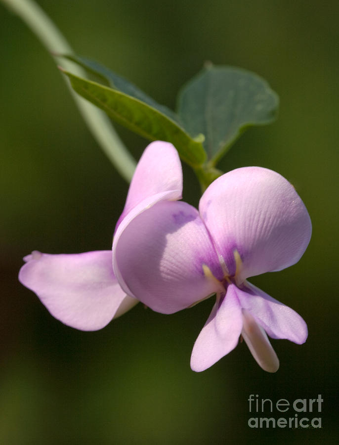 Asian Purple Bean Blossoms #3 Photograph by Iris Richardson